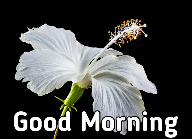 good morning images with flowers