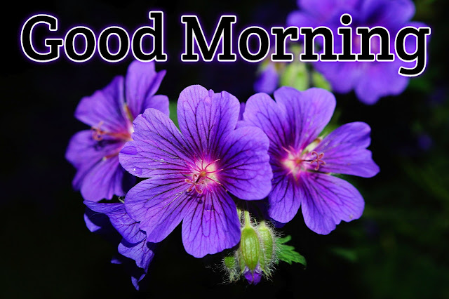 good morning images with flowers