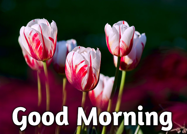 good morning images with flowers